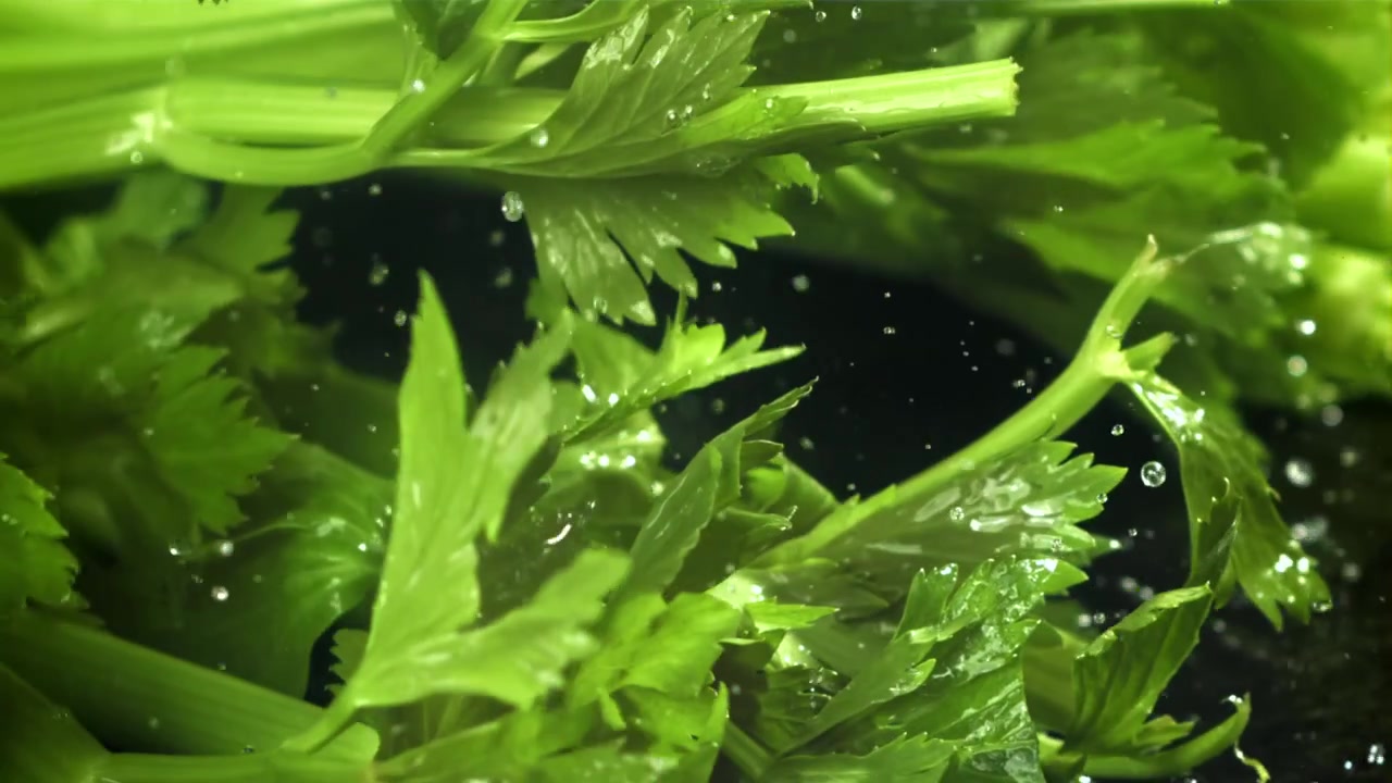 Fresh Green Celery Being Washed with Water Droplets in Slow Motion