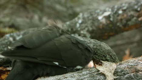 pájaro carpintero en el bosque picoteando tronco de árbol