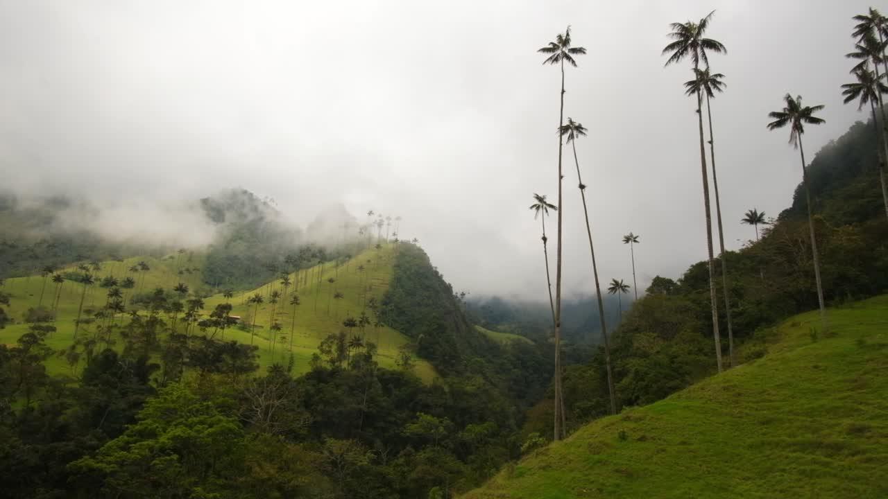 Quindio Wax Palm Native Humid Montane Forest, the Andes Colombia Cocora Valley Among Cloudy Weather