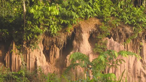 Pan shot showing exposed mudbank or clay lick on banks of amazon used by birds to feed at chuncho