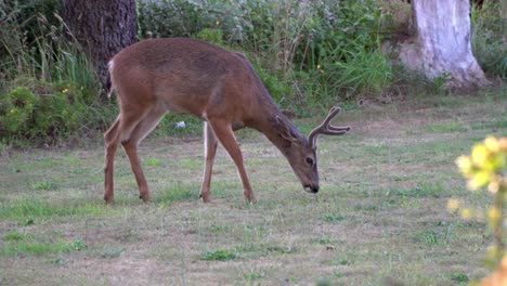 black tail deer buck grazing in meadow, side view, molting