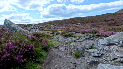 a first-person view progresses along a rocky, heather-lined hiking trail under partly cloudy skies in the hills of glen clova, scotland. natural daylight, steady forward camera movement