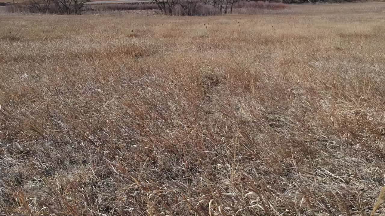 드론이 키 큰 풀 위를 활공하다