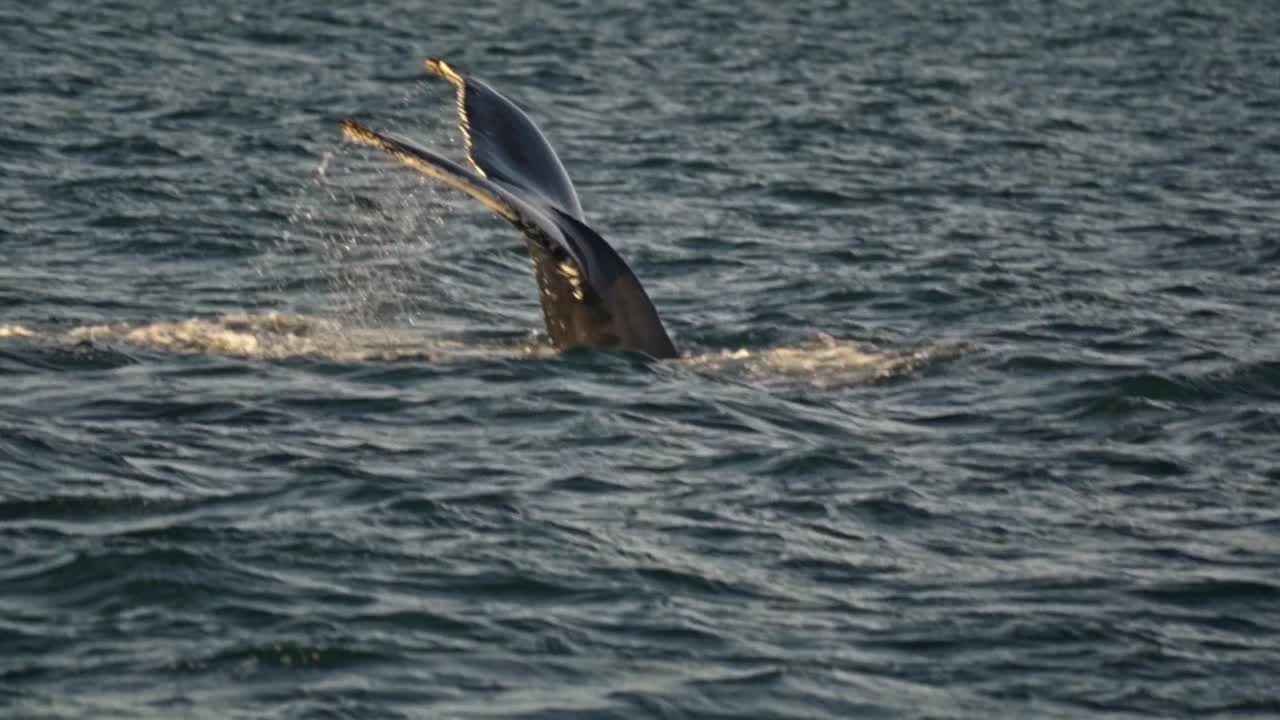 A powerful whale raises its majestic fluke high above the water's surface, signaling a deep dive into the rich marine environment of Húsavík's Skjálfandi Bay