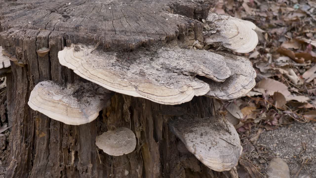 Primo piano al rallentatore di specie selvatiche di funghi a mensola che crescono su un tronco d'albero all'interno di un ambiente di habitat forestale, in parchi naturali, nei boschi e nelle aree turistiche della città di Seoul, Corea del Sud.