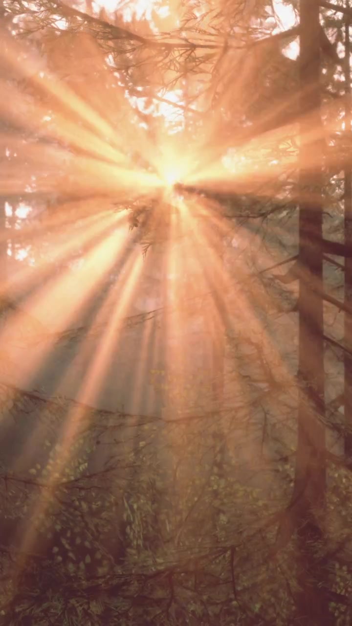 Light shines through trees in forest during morning hours
