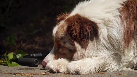 wet and tired australian shepherd resting