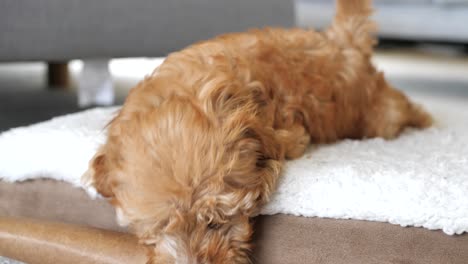 caramel brown cavoodle puppy dog plays with toy on bed, pulling it off bed towards camera