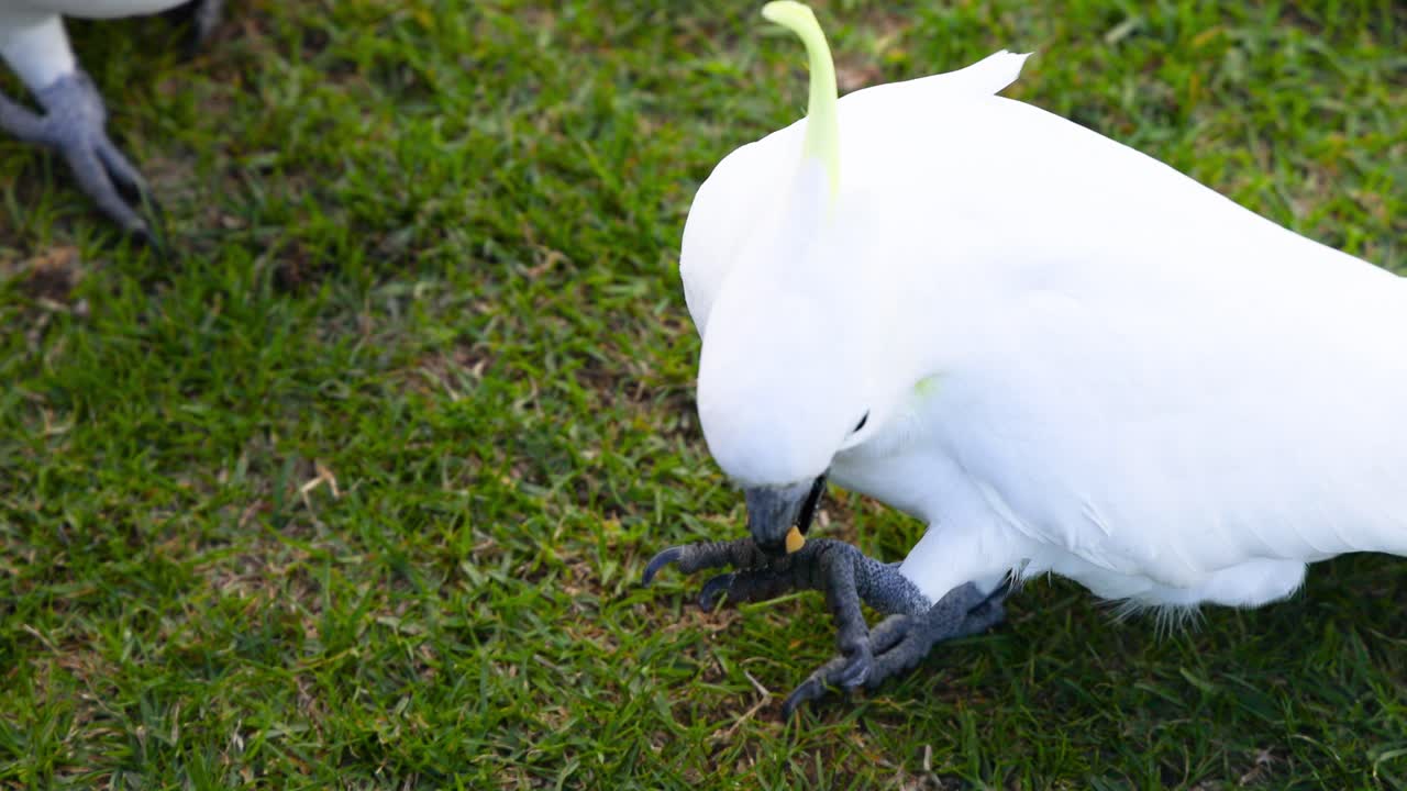 cacatuas blancas en busca de alimento en la hierba