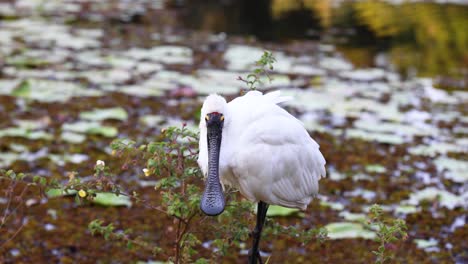 spoonbill bird standing by a pond