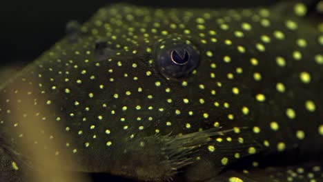 un primerísimo plano de la cara y los ojos de un pez gato con manchas negras y amarillas, pleco baryancistrus común chupando en la parte inferior