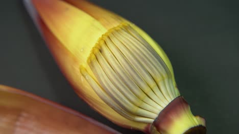 flor de plátano rica en nutrientes o flor de plátano o moca tiene muchos beneficios nutricionales
