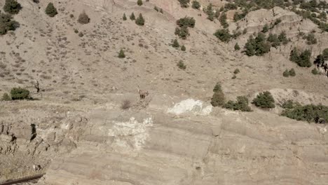 Ovejas-De-Cuerno-Grande-De-Pie-En-Un-Acantilado-En-Las-Montañas