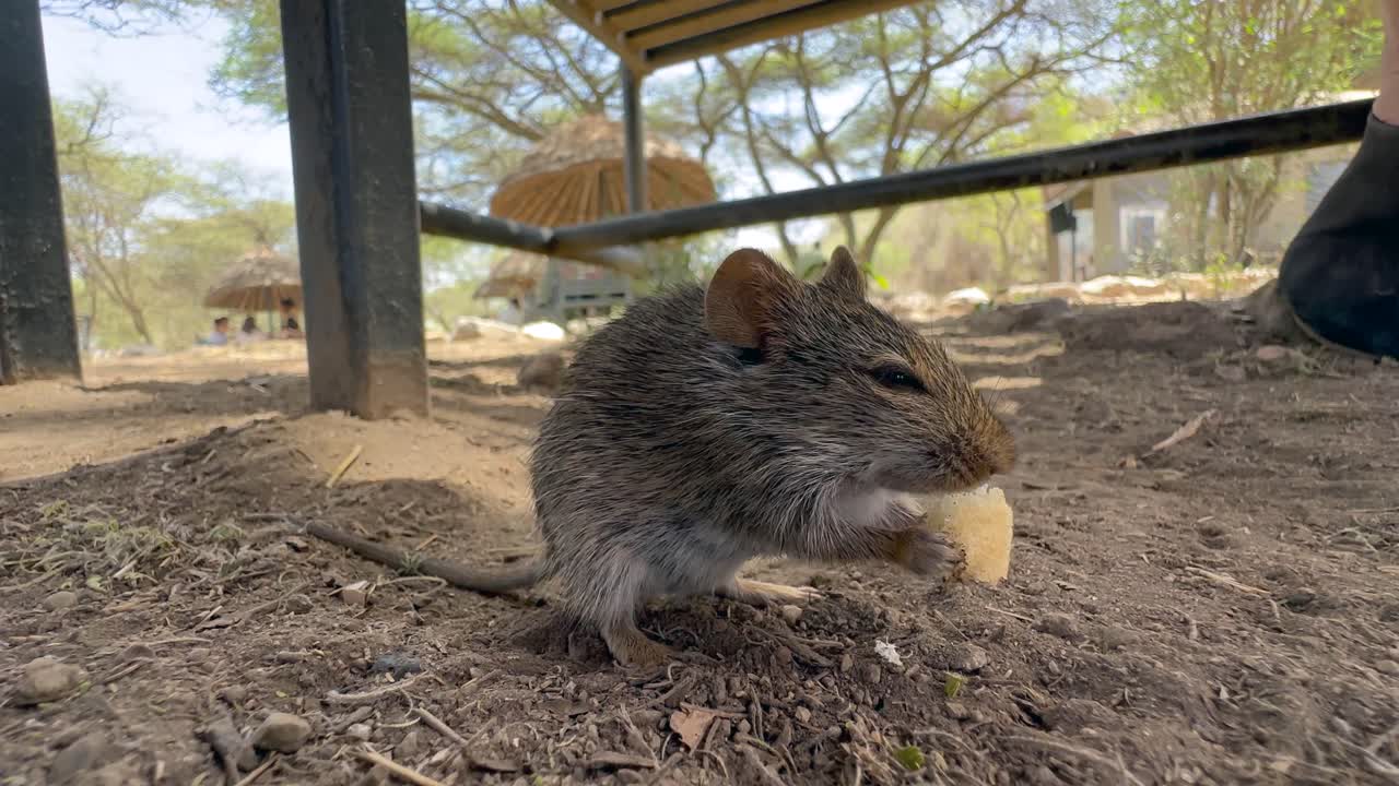 Un topo spinoso africano (genere Acomys) che mangia un pezzo di pane caduto ai turisti nella loro area pranzo in Tanzania