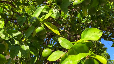 Orange-tree-with-unripe-green-oranges-in-Marbella-old-town-Spain,-sunny-day-and-blue-sky,-4K-tilting-up