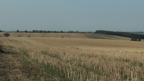 harvested wheat field in magdeburger boerde, germany