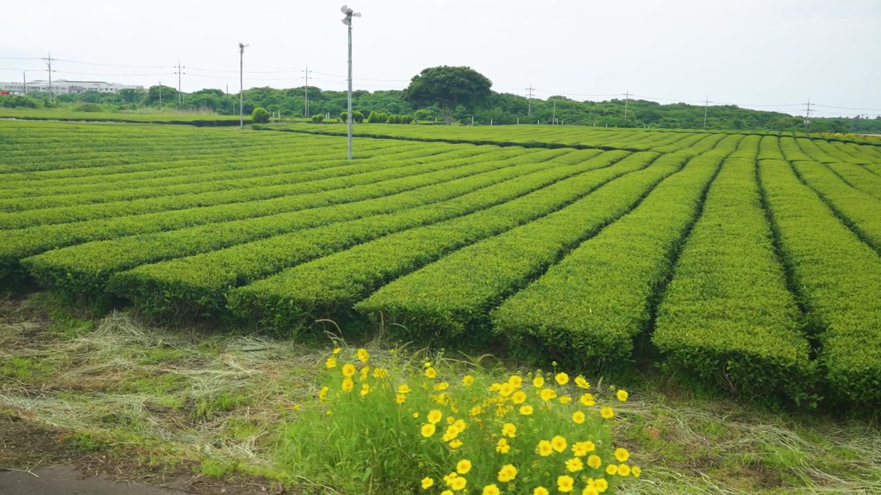 Rigogliose file di piantagioni di tè verdi sull'isola di Jeju filmate con un movimento di scorrimento laterale, con fiori selvatici gialli in primo piano.