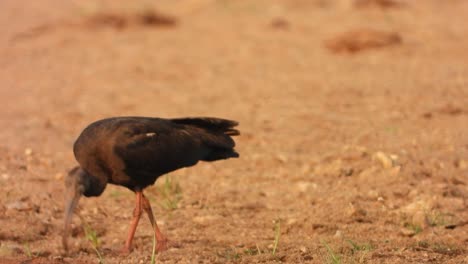 Ibis-Enfriándose-Y-Encontrando-Comida