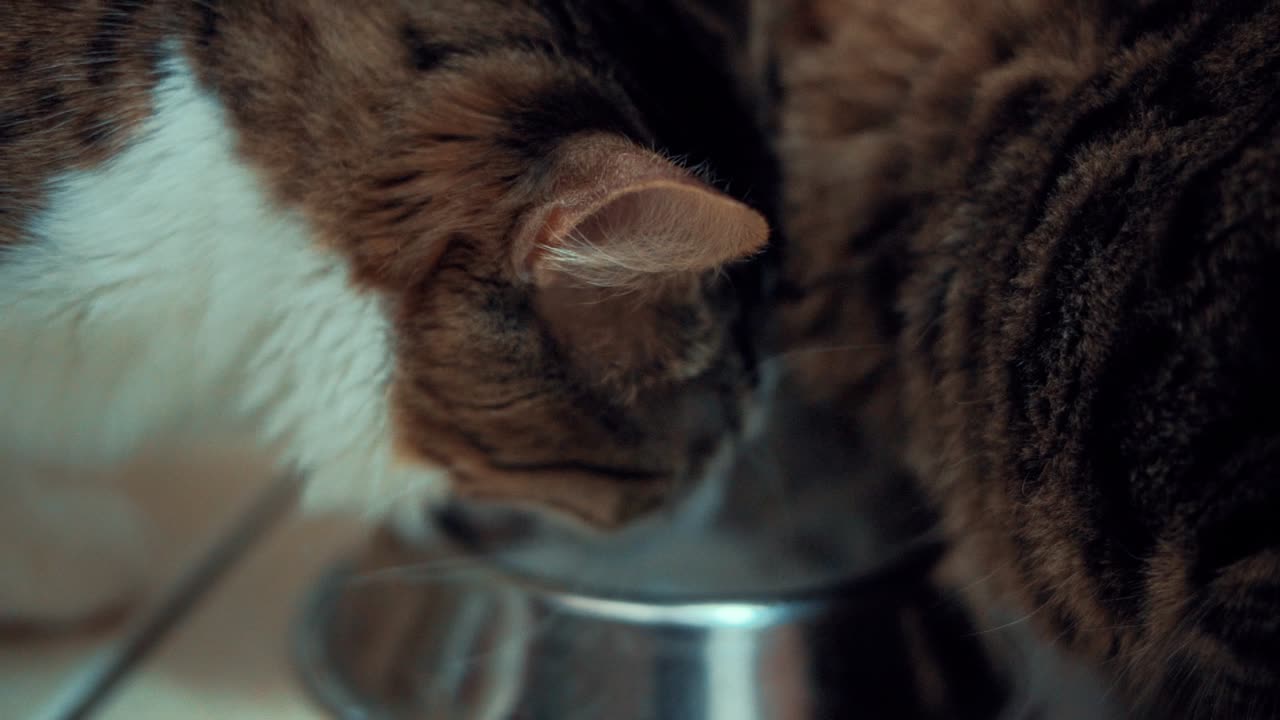 A close up shot of two Maine Coon white, black and brown tiger colors fluffy cats, drinking milk together of a metal bawl, home pet, slow motion 4K video