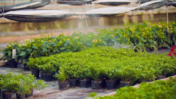 Pesticide Sprayed On Flowering Plants At Greenhouse 12