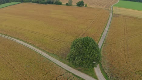 Drohnenflug-Um-Einen-Einsamen-Baum-Inmitten-Von-Feldern-Mit-Einer-Angrenzenden-Kolonie-Und-Einem-Wald-Neben-Der-Erholsamen-Landschaft