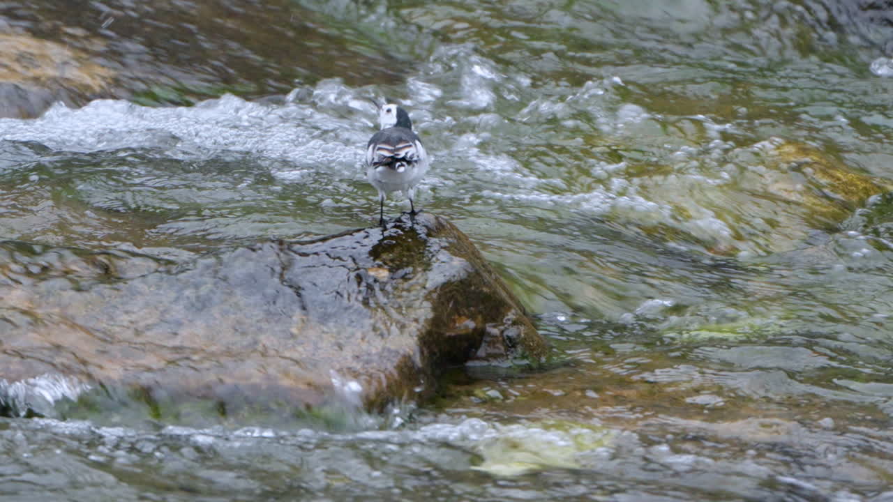 리 새는 하천 급류 바위에서 날개를 니다.