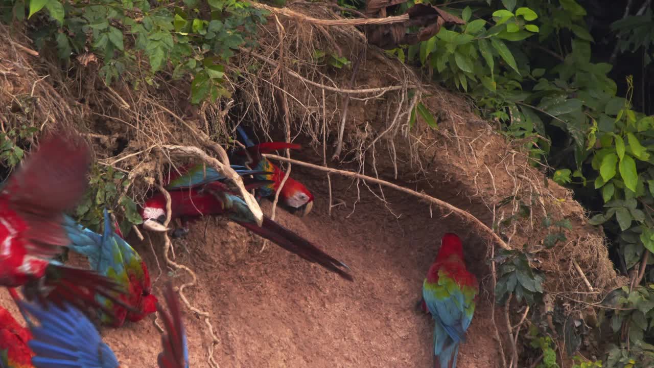 Brightly Colored Scarlet Macaws closeup feeding and flying with massive wings at chuncho clay lick slow motion