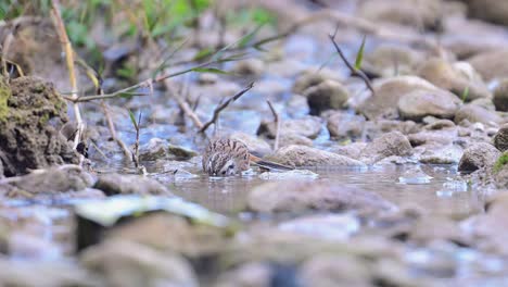 Rock-bunting-is-taking-a-quick-birdbath-in-a-Water-Stream