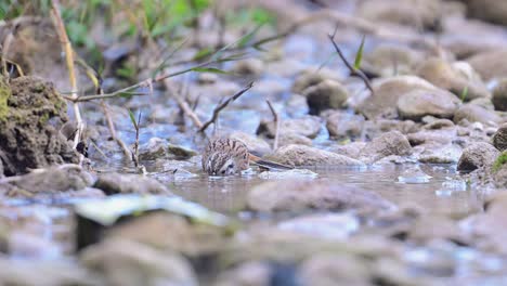 rock bunting is taking a quick birdbath in a water stream