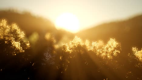 Kiefernwald-Bei-Sonnenaufgang-Mit-Warmen-Sonnenstrahlen