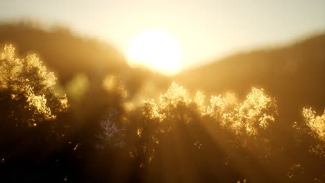 bosque de pinos al amanecer con cálidos rayos de sol