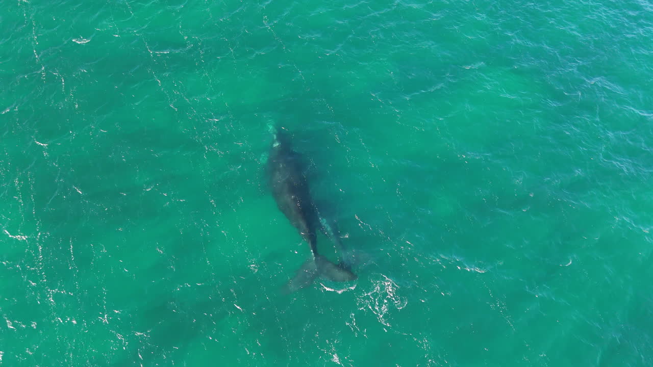 Drone view of a big whale swimming underwater in Puerto Madryn, Patagonia.