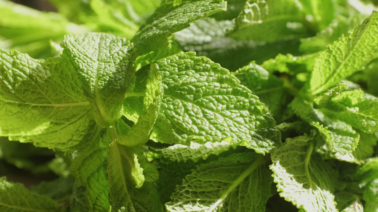 Green leaves of fresh fragrant mint with water drops close-up. High quality 4k footage