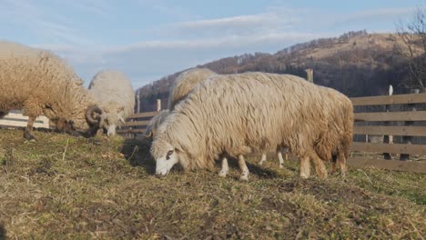 Sheep-grazing-on-grass-inside-pen-with-mountains-in-the-background