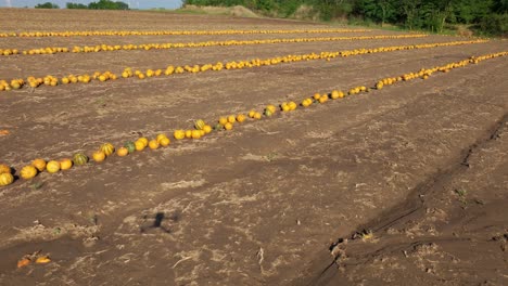 Drone-Shot-Of-Pumpkins-In-A-Farm-Field