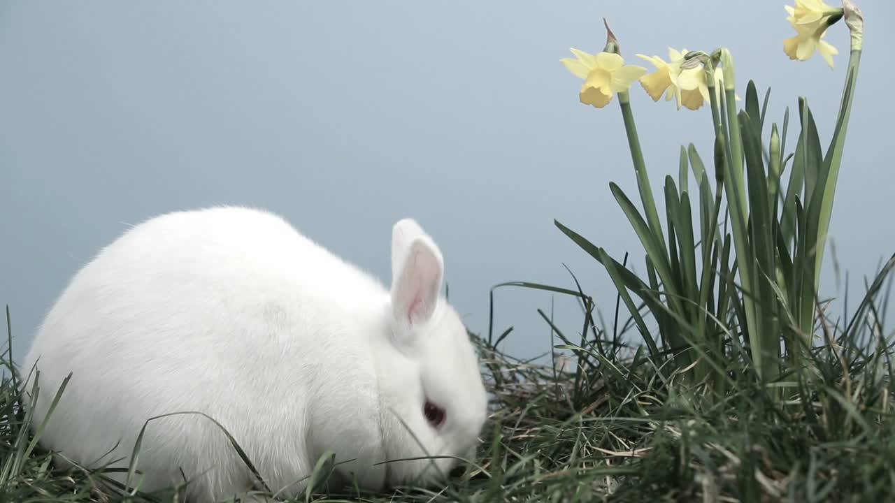 кролик-кролик нюхает траву с нарциссами.
