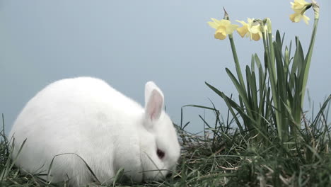 bunny rabbit sniffing around the grass with daffodils