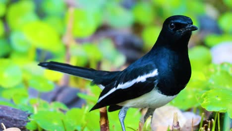 bird exploring lush greenery in bangkok park