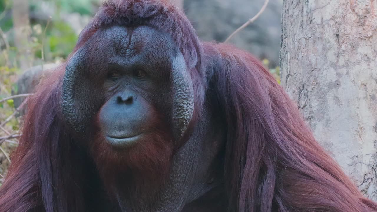 orangután en su hábitat natural en el zoológico de chonburi