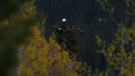 Vista-Lejana-Del-águila-Calva-Posada-Sobre-árboles-De-Otoño-Cerca-De-Carcross-En-Yukon,-Canadá