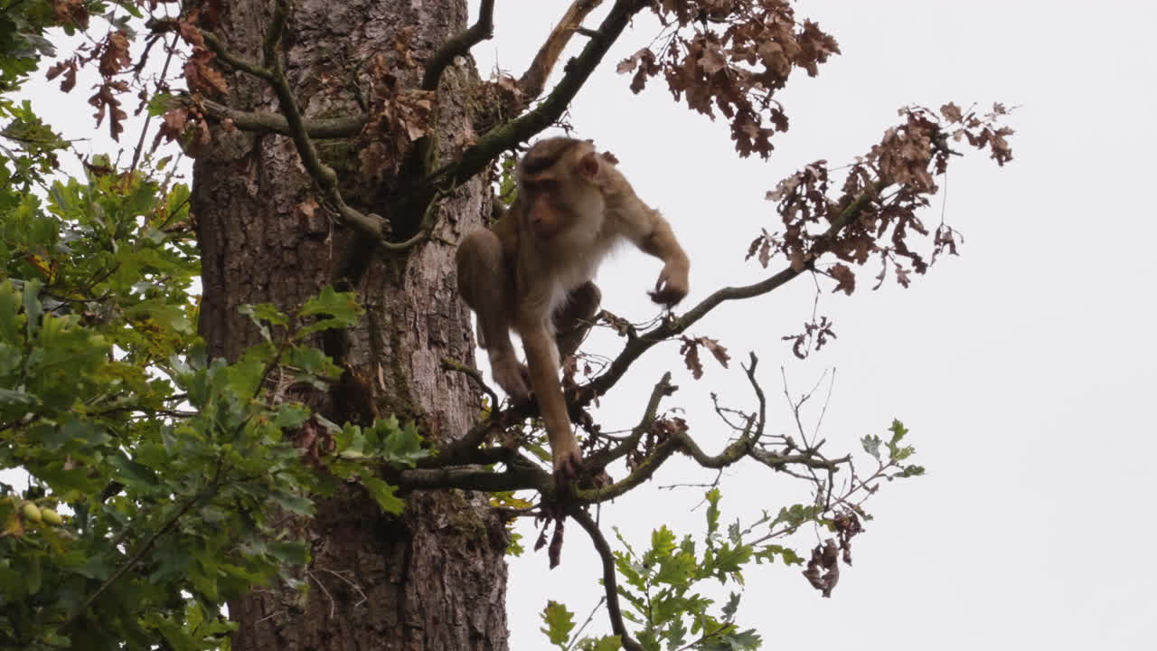 Monkey climbing down oak tree, jumps down from branch