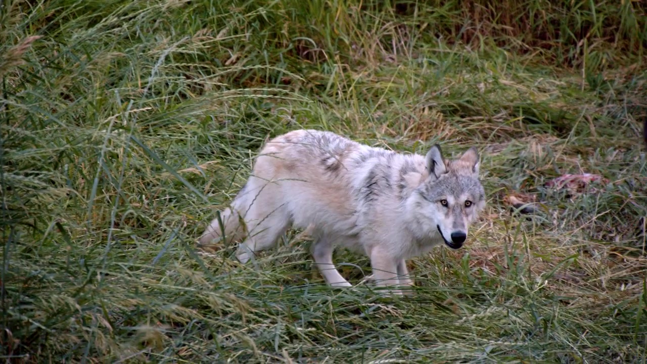 A grey wolf named Koa.