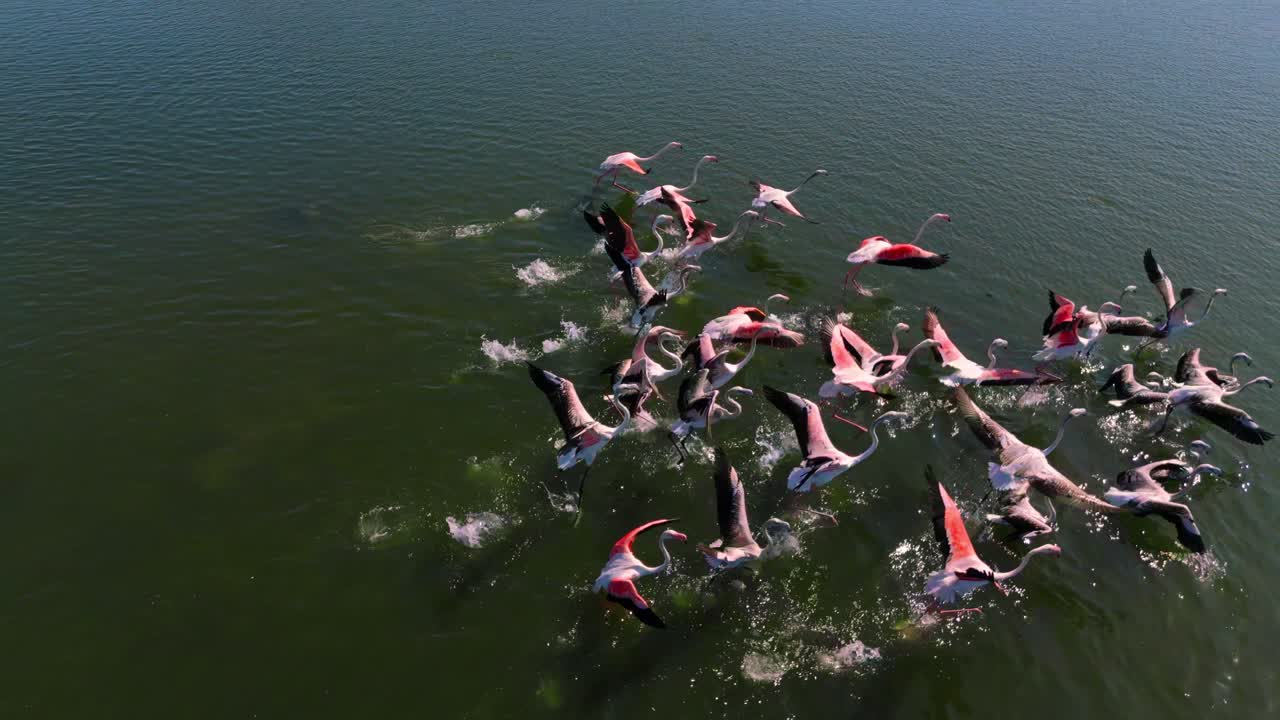 Flamingos flying ascending over a shallow water lagoon savannah