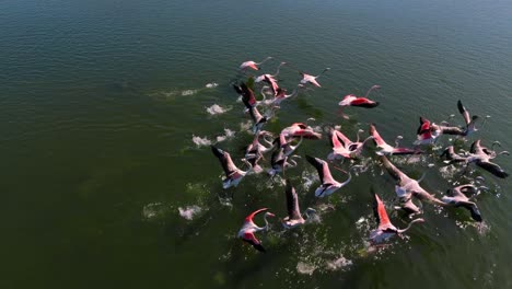 flamencos volando ascendiendo sobre una sabana de laguna de aguas poco profundas