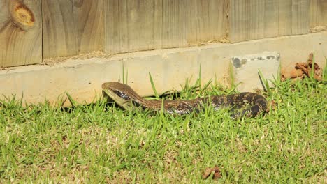 blue tongue lizard sitting by fence in garden