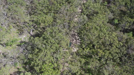 aerial: off-road truck drives sandy road through scribbly gum forest