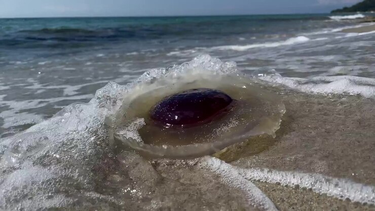 Jellyfish floating and swimming in Aegean sea in Greece