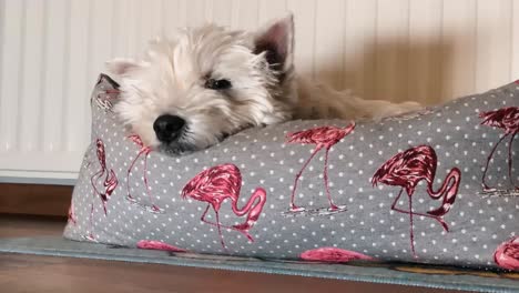 adorable white dog is resting in the basket