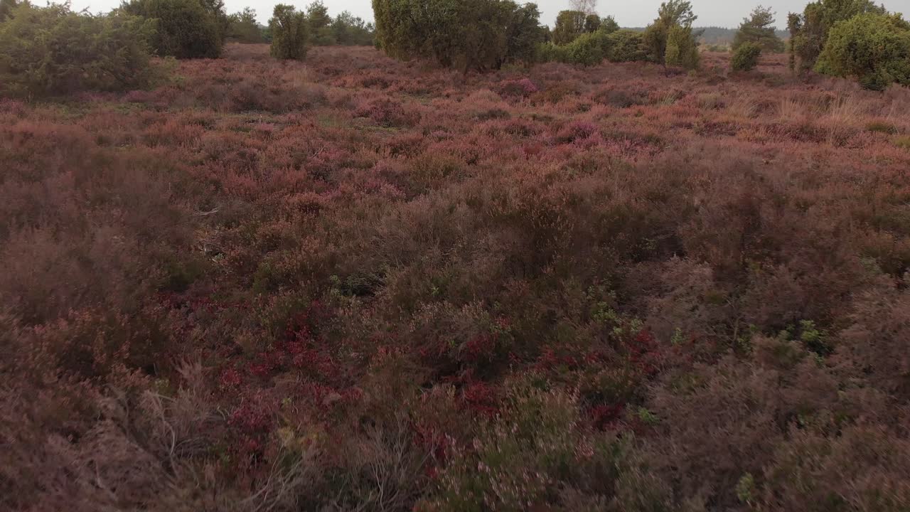 Luftbild aus geringer Höhe einer typisch niederländischen Heidefläche mit Heidekraut nach einem trockenen Sommer.