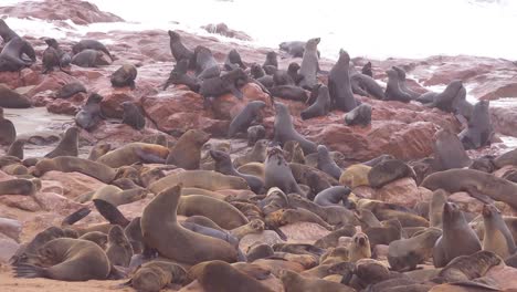 miles de focas y cachorros se reúnen en una playa atlántica en cape cross seal reserve namibia 1